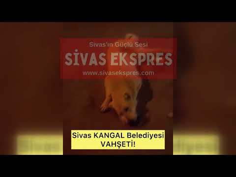 Kangal’da Sokak Köpekleri Öldürülüyor Mu?