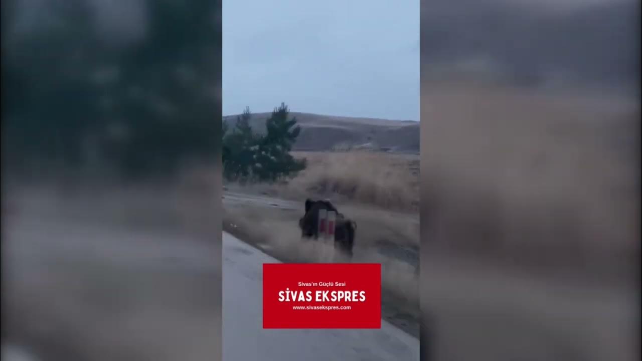 Sivas’ta Dev Domuz Şehre İndi, Vatandaşların Seslenmesi Gülümsetti