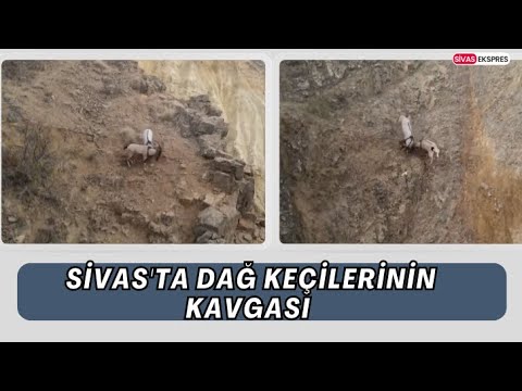 Sivas'ta Dağ Keçilerinin Kavgası