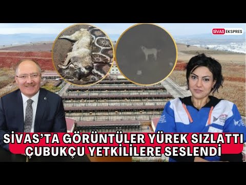 Sivas’ta Görüntüler Yürek Sızlattı, Çubukçu Yetkililere Seslendi #youtube #haberler #haber #gündem