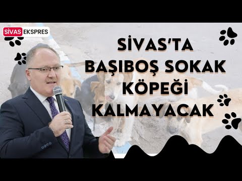 Sivas’ta Başıboş Sokak Köpeği Kalmayacak #sivas #sivashaberleri #sokakköpekleri