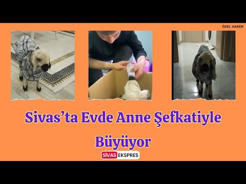 Sivas’ta Evde Anne Şefkatiyle Büyüyor