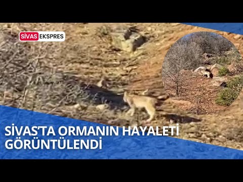 Sivas’ta Ormanın Hayaleti Görüntülendi