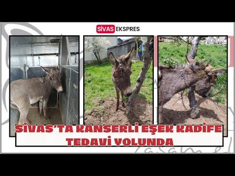 Sivas’ta Kanserli Eşek Kadife Tedavi Yolunda