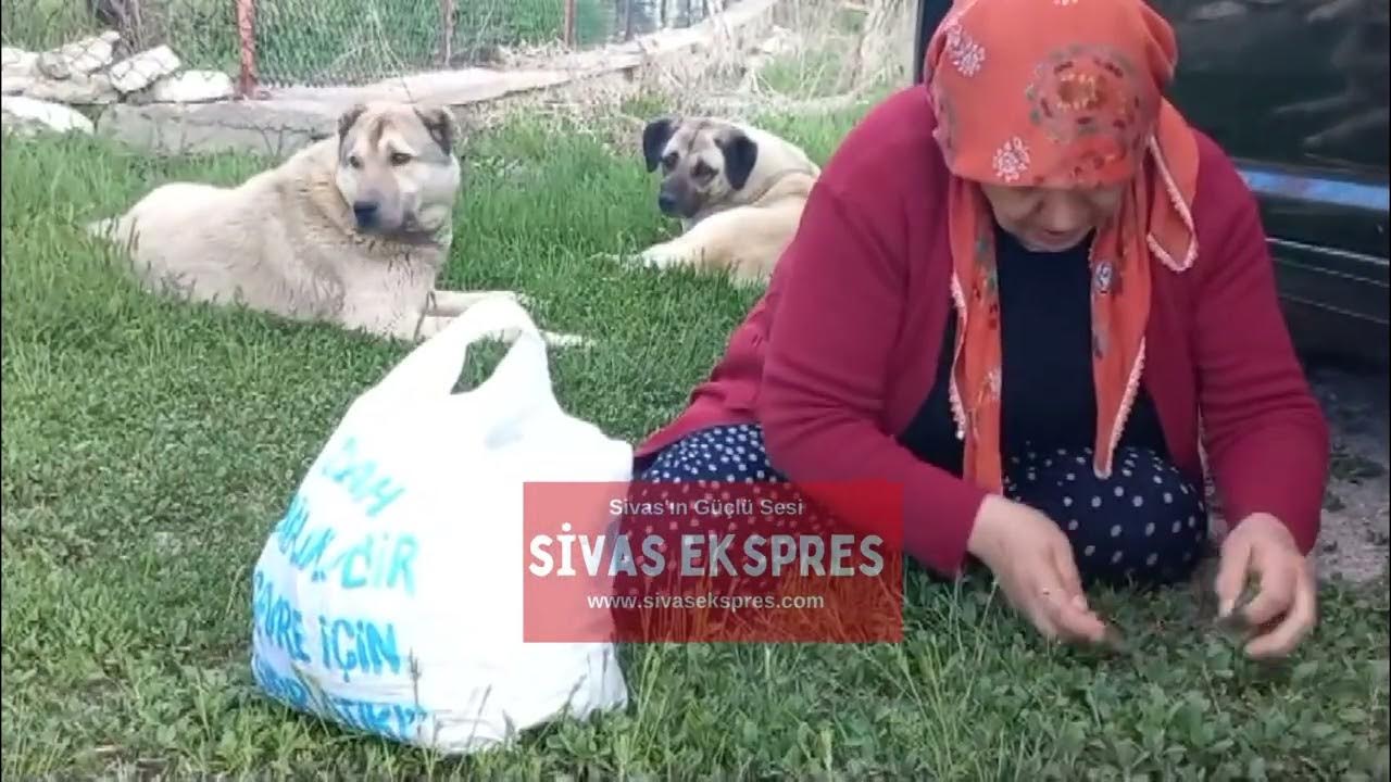 Sivas’ta Madımak Sezonu Açıldı
