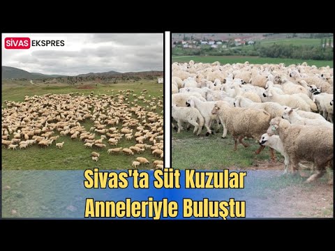 Sivas'ta Süt Kuzular Anneleriyle Buluştu