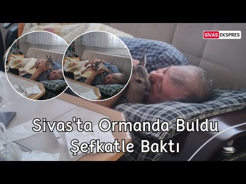 Sivas'ta Ormanda Buldu, Şefkatle Baktı