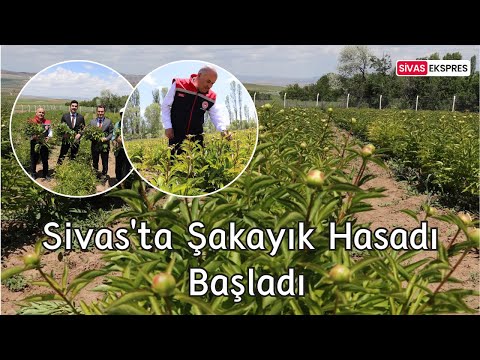 Sivas'ta Şakayık Hasadı Başladı