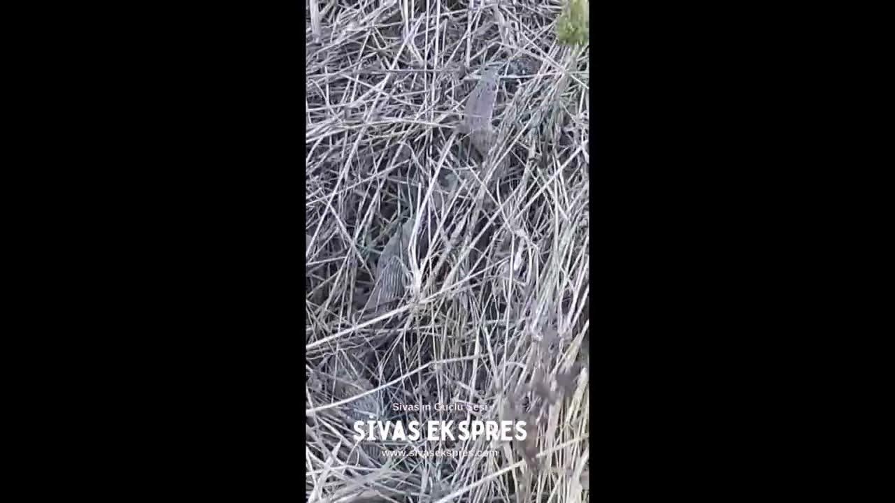 Sivas'ta Arılığa Sızdı, Arıcı Neye Uğradığını Şaşırdı!
