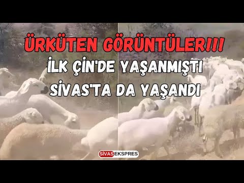İlk Çin'de Yaşanmıştı, Sivas'ta da Yaşandı