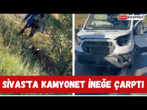 Sivas'ta Kamyonet İneğe Çarptı