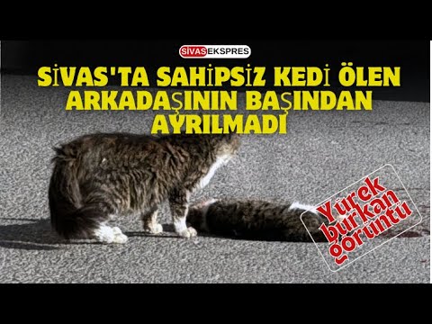 Sivas'ta Sahipsiz Kedi Ölen Arkadaşının Başından Ayrılmadı
