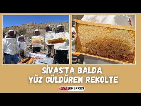 Sivas'ta Balda Yüz Güldüren Rekolte