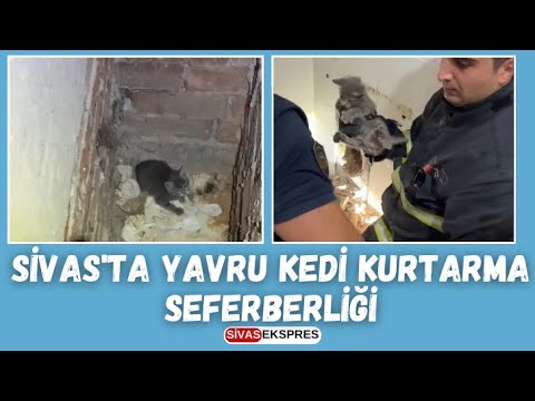 Sivas'ta Yavru Kedi Kurtarma Seferberliği