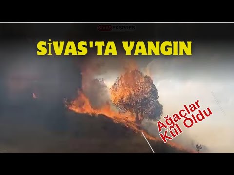 Sivas'ta Hasat Zamanı