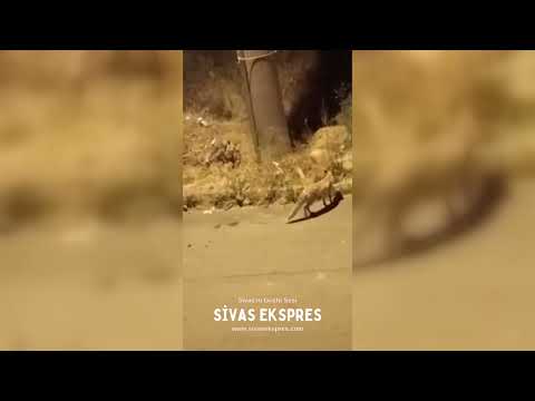 Tilkiler Sivas'ı Mesken Tuttu