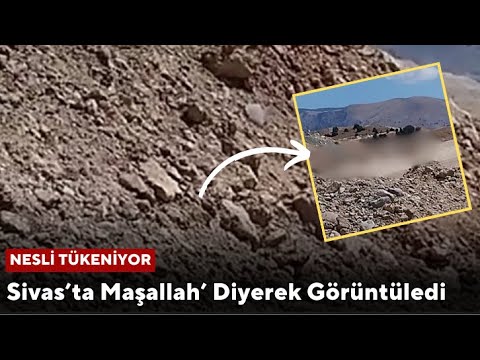 Nesli Tükeniyor! Sivas’ta Maşallah’ Diyerek Görüntüledi