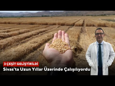 Sivas'ta Uzun Yıllar Üzerinde Çalışılıyordu, 3 Çeşit Geliştirildi