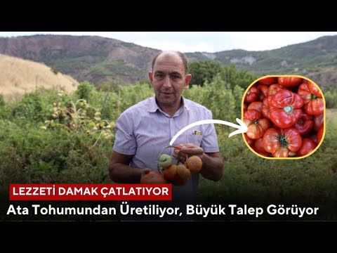 Sivas'ta Ata Tohumundan Domates Yetiştiriliyor!
