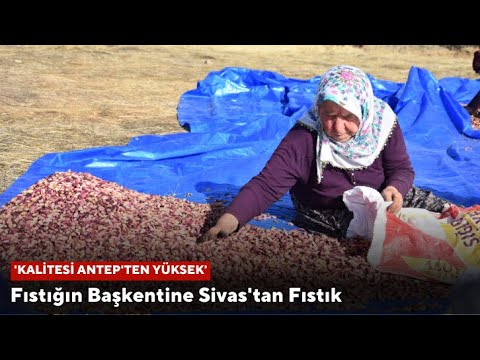 Fıstığın Başkentine Sivas'tan Fıstık