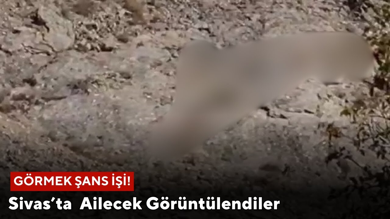 Görmek Şans İşi! Sivas’ta  Ailecek Görüntülendiler