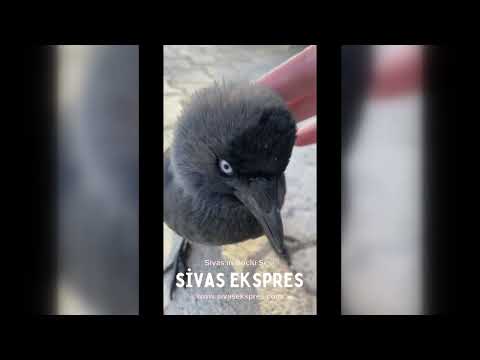 Sivas'ta Genç Kadının Karga İle Dostluğu Viral oldu