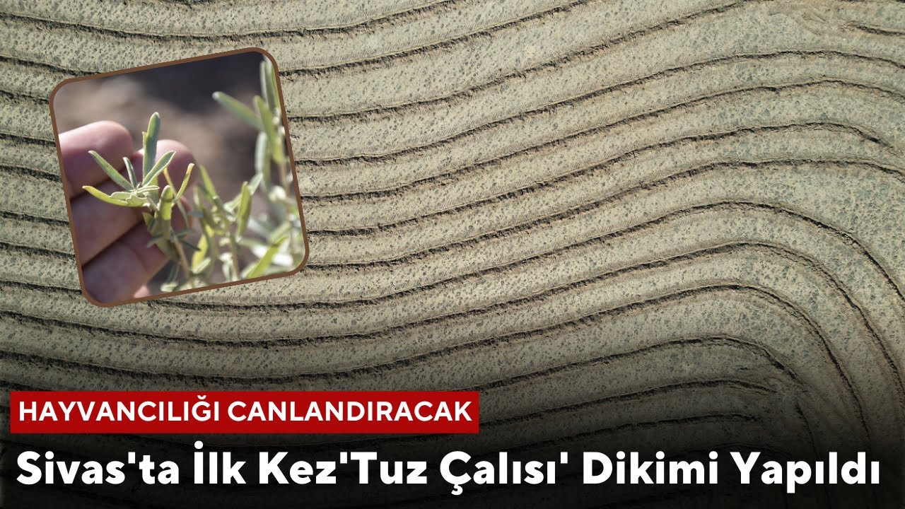 Sivas'ta İlk Kez Dikimi Yapılan 'Tuz Çalısı' Hayvancılığı Canlandıracak