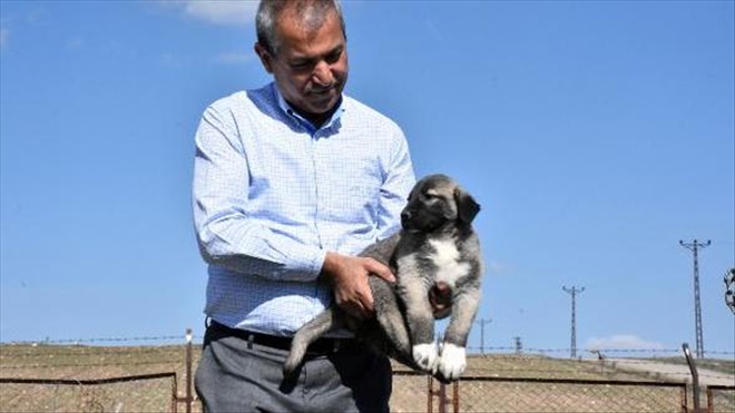 ABBAS GÜÇLÜ´nün KANGAL SEVGİSİ