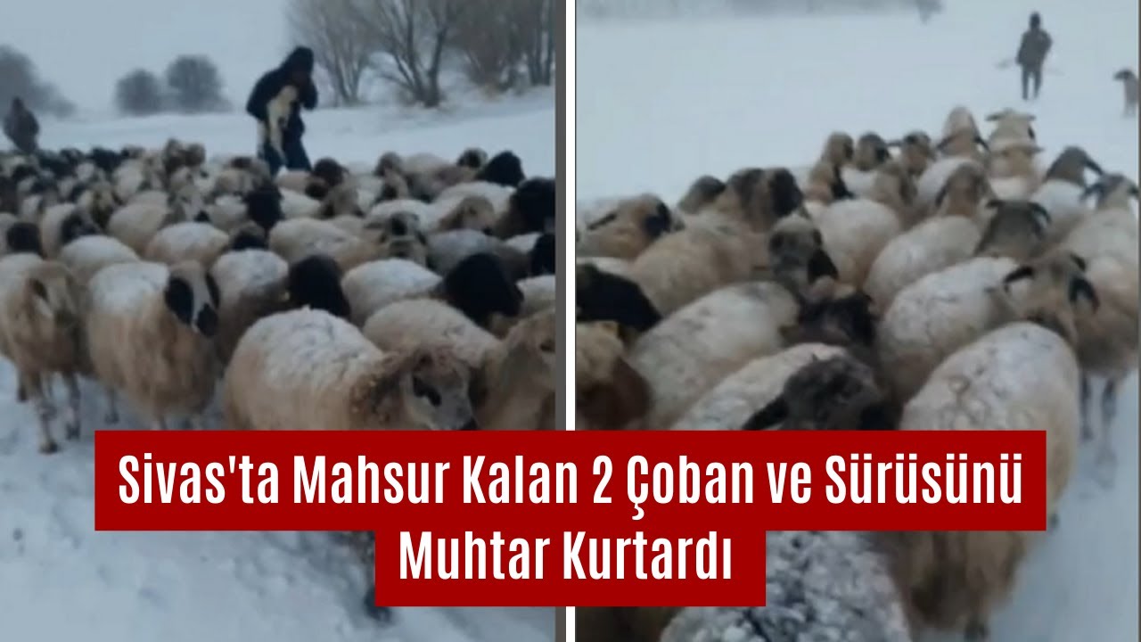 Sivas'ta Mahsur Kalan 2 Çoban ve Sürüsünü Muhtar Kurtardı
