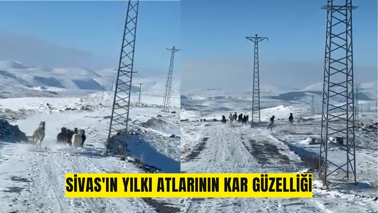 Sivas'ın Yılkı Atlarının Kar Güzelliği