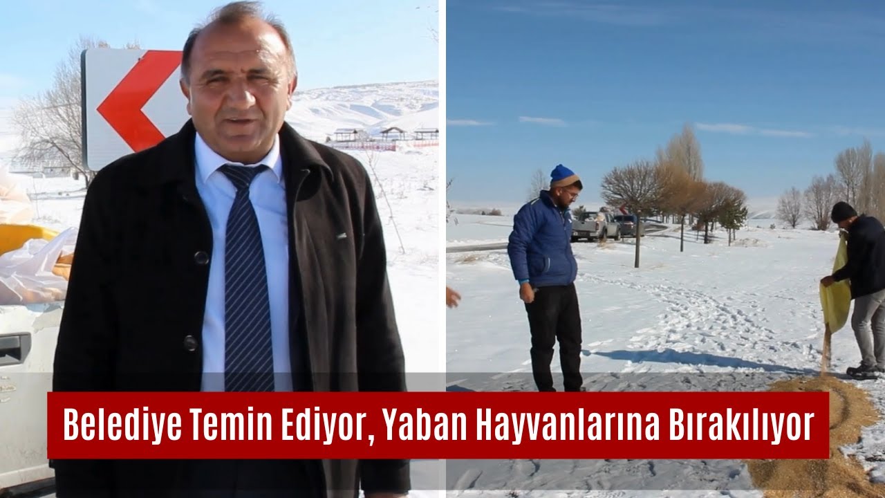 Belediye Temin Ediyor, Yaban Hayvanlarına Bırakılıyor