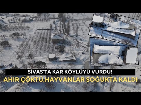 Sivas’ta Kar Köylüyü Vurdu! Ahır Çöktü, Hayvanlar Soğukta Kaldı