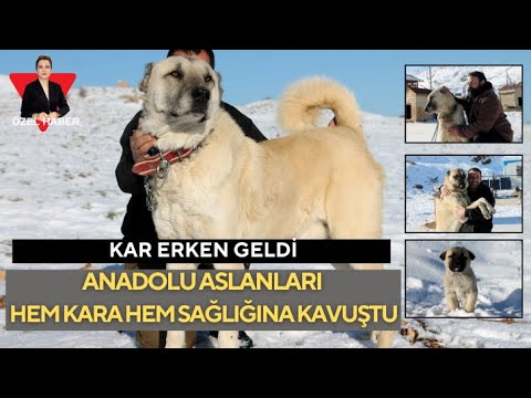 Anadolu Aslanları Hem Kara Hem Sağlığına Kavuştu