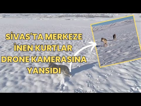 Sivas'ta Merkeze İnen Kurtlar Drone Kamerasına Yansıdı
