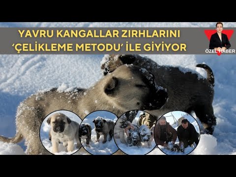 Yavru Kangallar Zırhlarını ‘Çelikleme Metodu’ İle Giyiyor