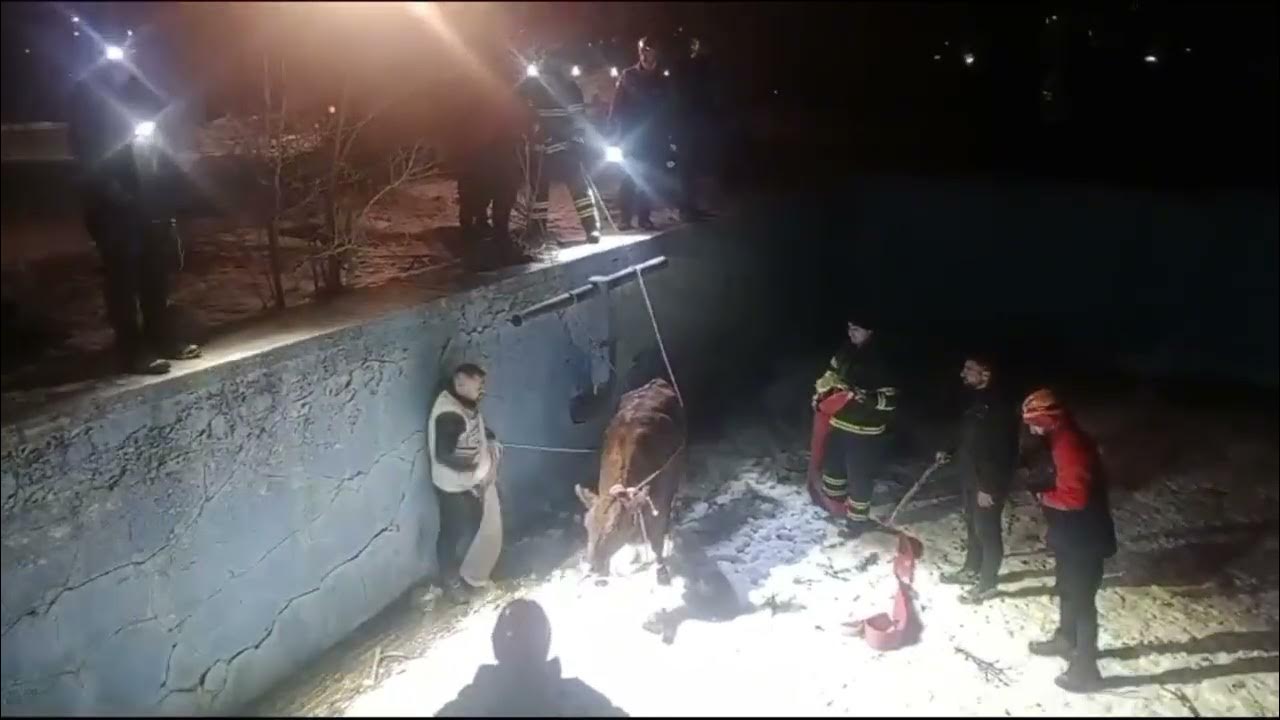 Sivas'ta Havuza Düşen İnek Kurtarıldı