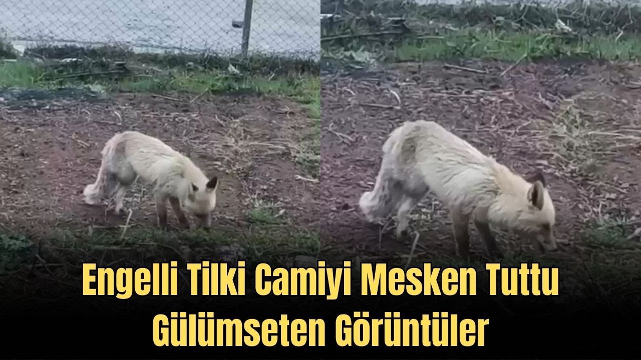 Engelli Tilki Camiyi Mesken Tuttu, Gülümseten Görüntüler