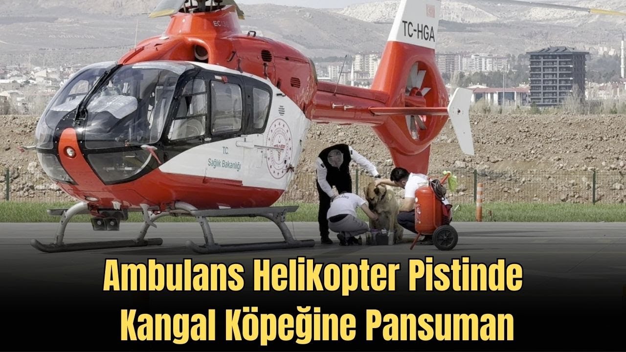 Ambulans Helikopter Pistinde Kangal Köpeğine Pansuman