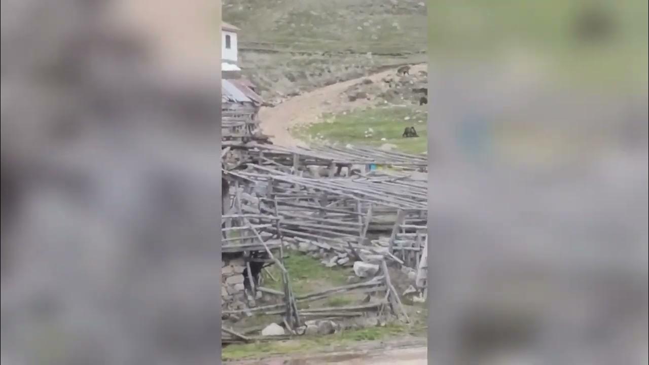 Sivas'ta Anne ve Yavru Ayılar Gezintiye Çıktı