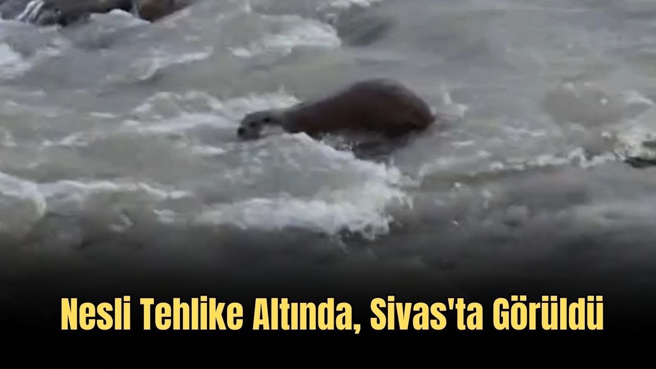 Nesli Tehlike Altında, Sivas'ta Görüldü
