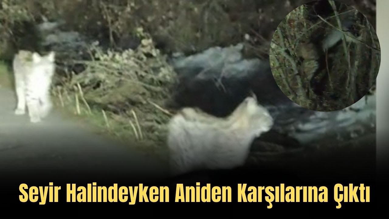 Seyir Halindeyken Aniden Karşılarına Çıktı