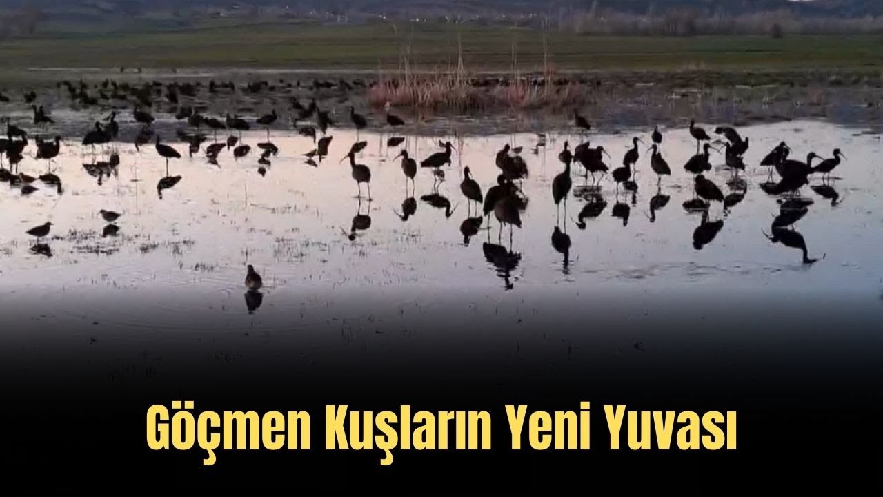Göçmen Kuşların Yeni Yuvası