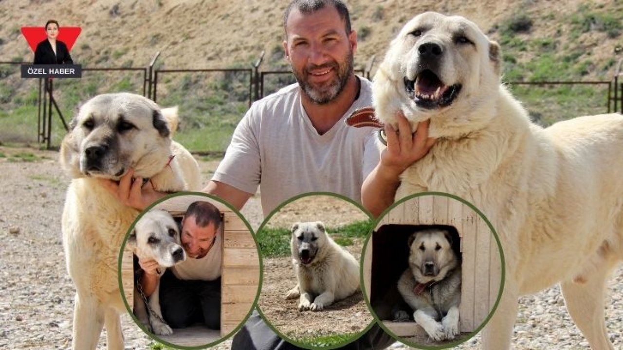 Uyuşturucunun Yeni Kâbusu Kangal Olabilir!