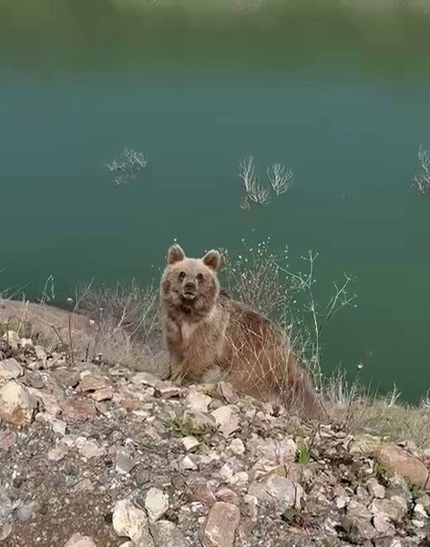 Sivas'ta Cep Telefonuyla Görüntülenen Ayı Korkuttu!