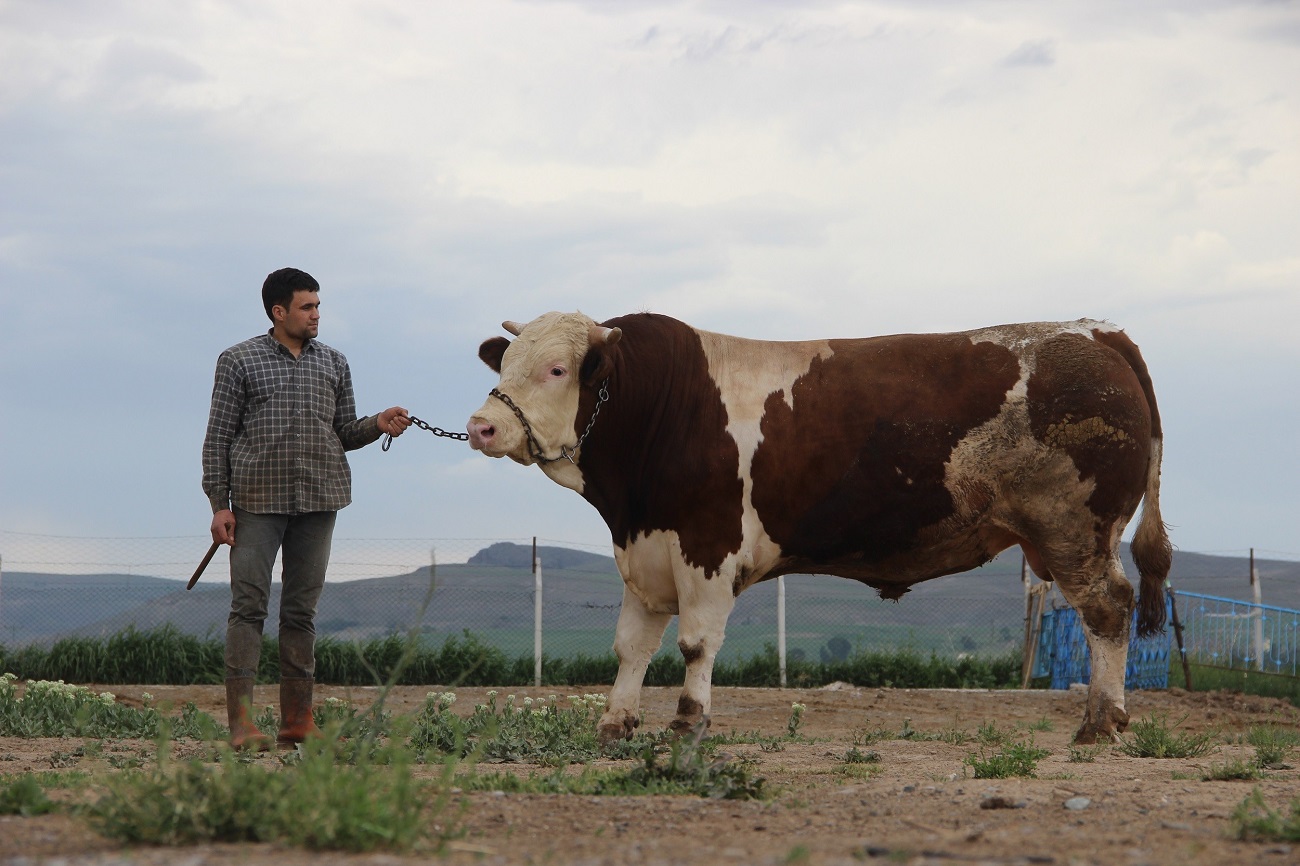 Sivas'ta 1 Ton 250 Kilogramlık Tosun'un Fiyat Dudak Uçuklatıyor