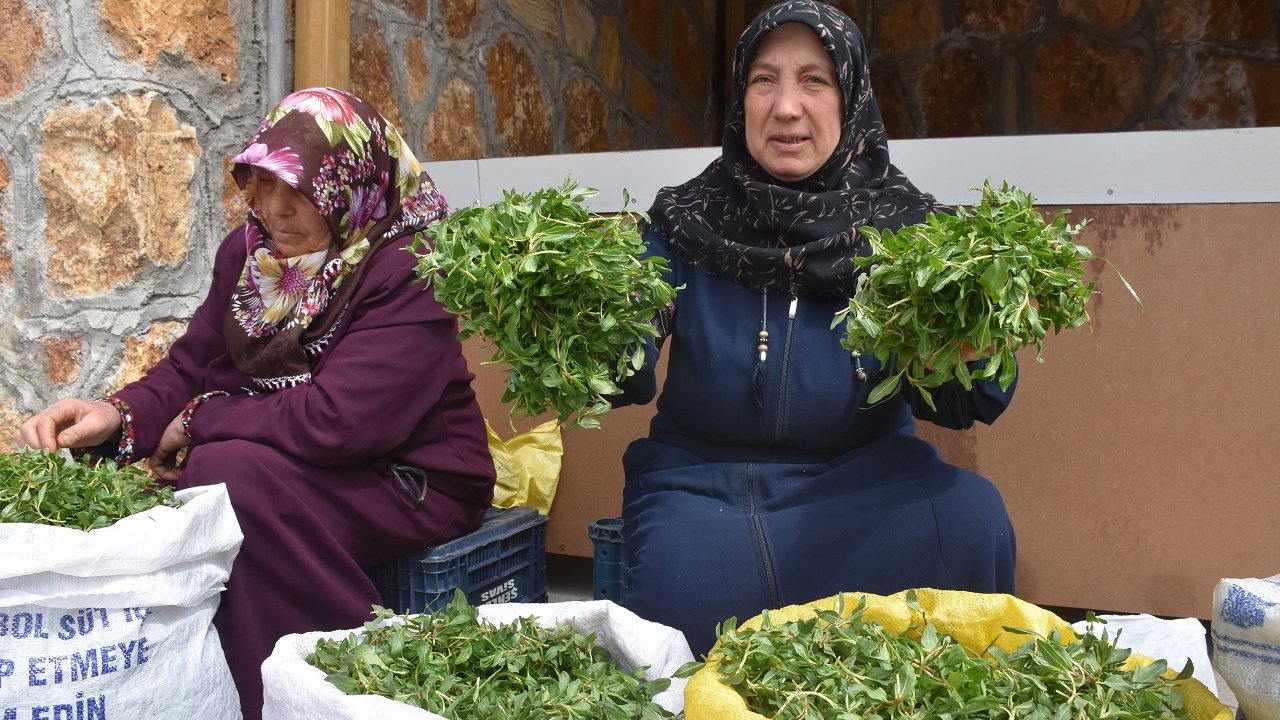 İç Anadolu’nun Yeşil Ekonomisi: Yerde Bitiyor, Altın Gibi Satılıyor!