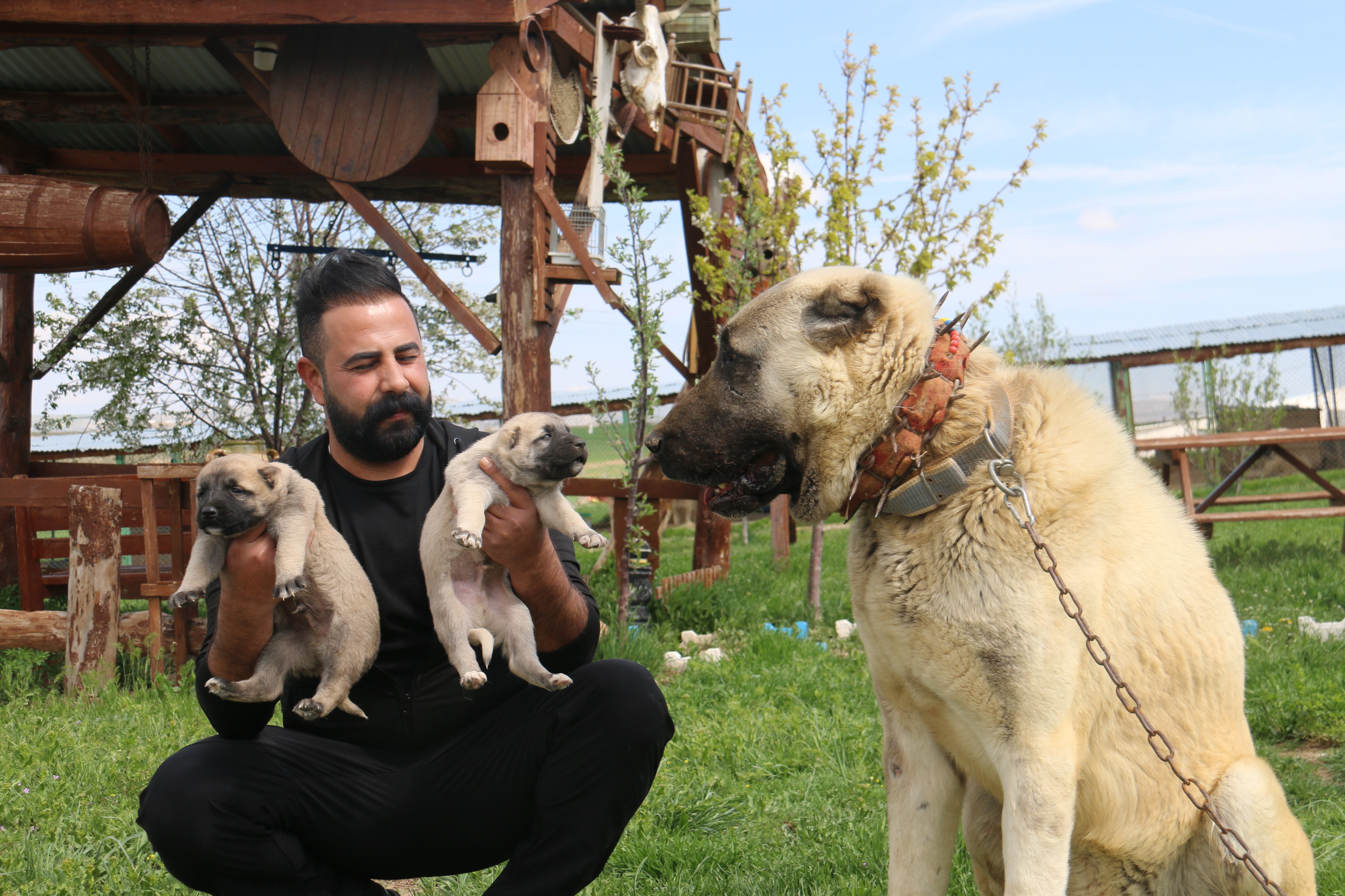 Sivas’ın Kangal Köpekleri, Kurtlarla Mücadele Ediyor
