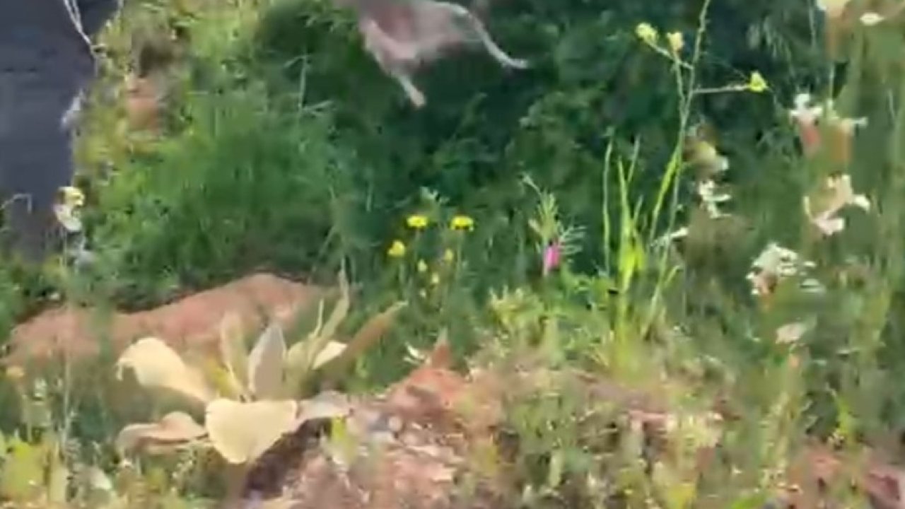 Kirleten İnsan, Bedelini Doğa ve Hayvanlar Ödüyor! İşte Kanıtı