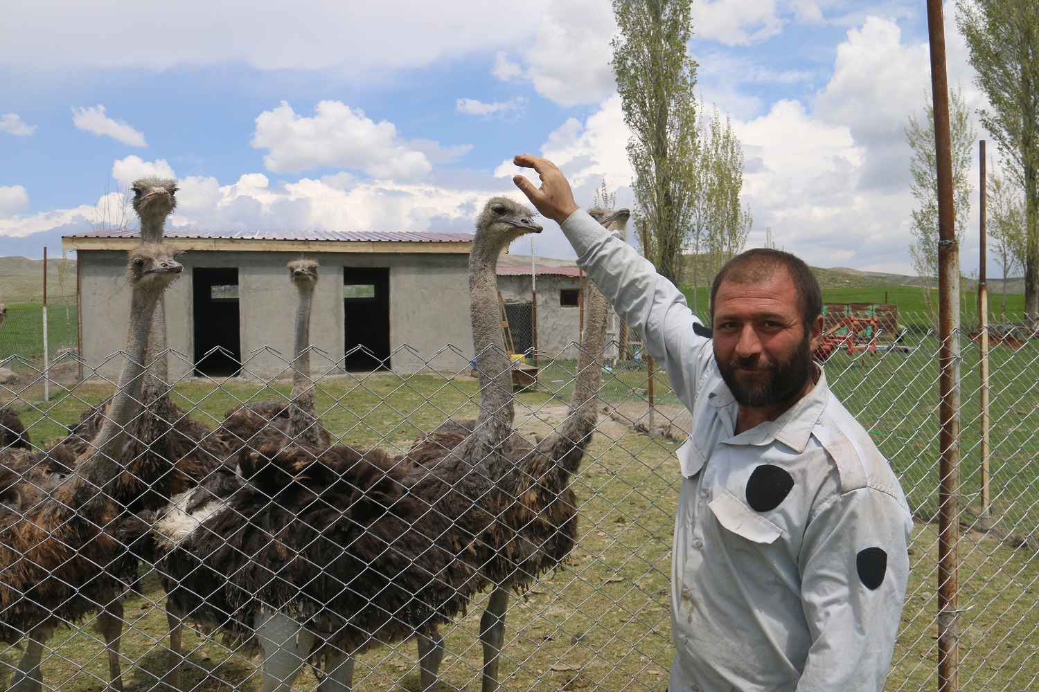 Babasının Hayalini Gerçekleştirdi! Sivas'ta Deve Kuşu Çiftliği Kurdu