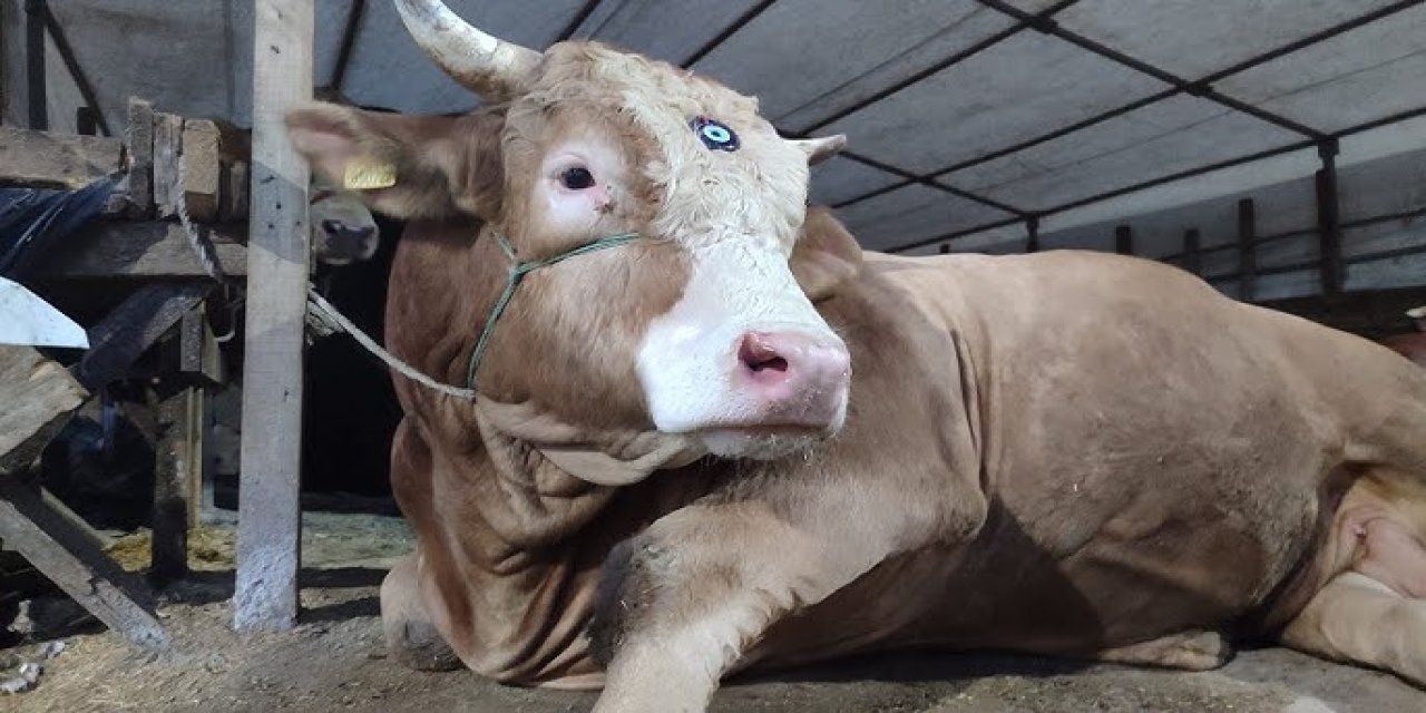 Kurban kesiminde bunlara dikkat!